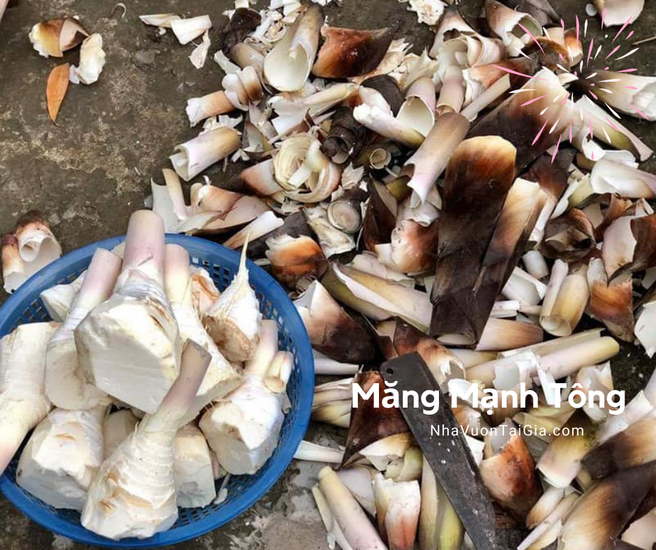 Giá Măng Mạnh Tông măng tre nhà trồng