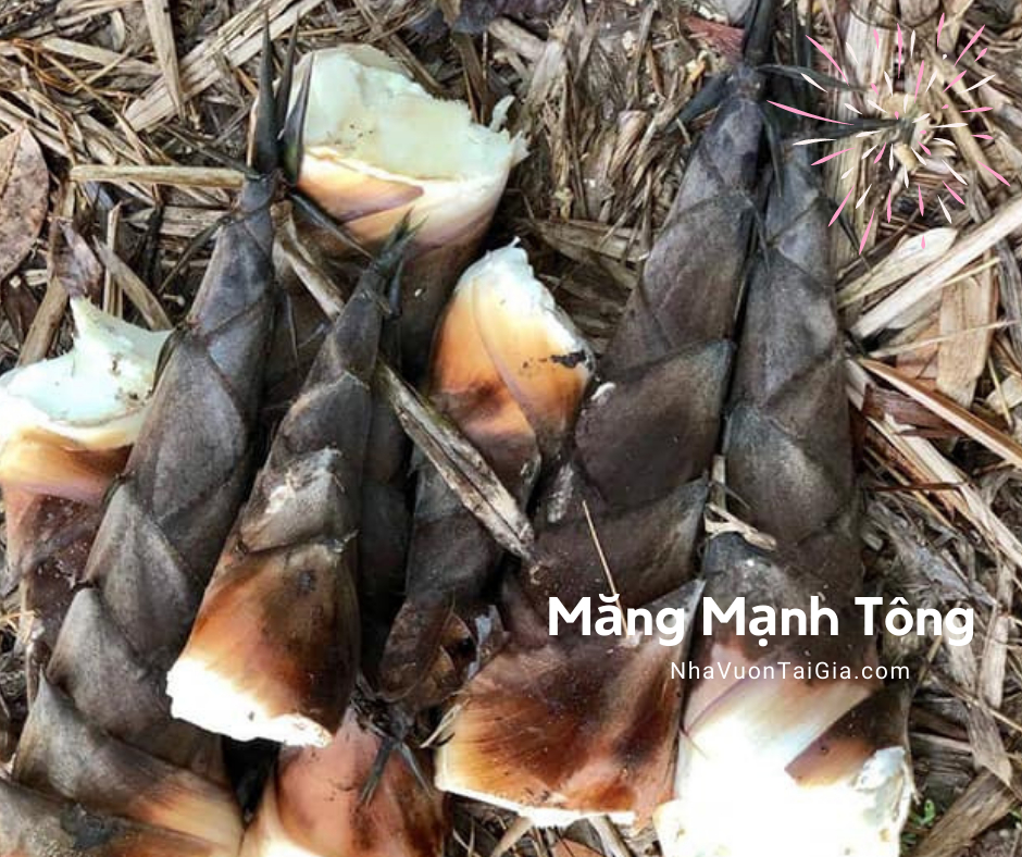 Măng Mạnh Tông măng tre nhà trồng 