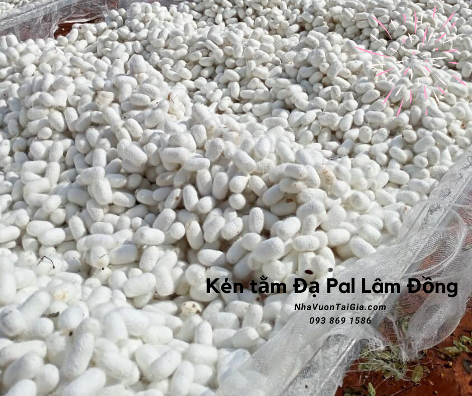 Con kén tằm rửa mặt, trị mụn tác dụng của kén tằm với da mua kén tằm  ĐạPal Lâm Đồng