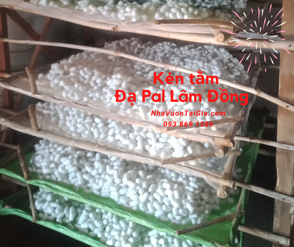 Con kén tằm rửa mặt, trị mụn tác dụng của kén tằm với da mua kén tằm ĐạPal Lâm Đồng