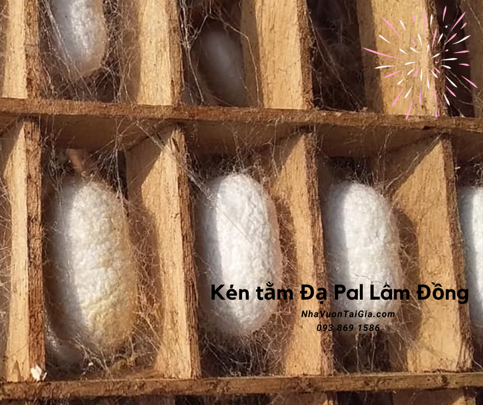 Con kén tằm rửa mặt, trị mụn tác dụng của kén tằm với da mua kén tằm  ĐạPal Lâm Đồng