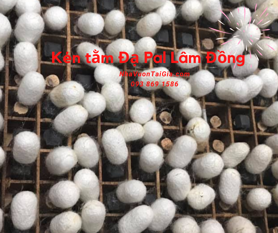 Con kén tằm rửa mặt, trị mụn tác dụng của kén tằm với da mua kén tằm ĐạPal Lâm Đồng