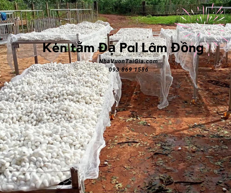 Con kén tằm rửa mặt, trị mụn tác dụng của kén tằm với da mua kén tằm ĐạPal Lâm Đồng
