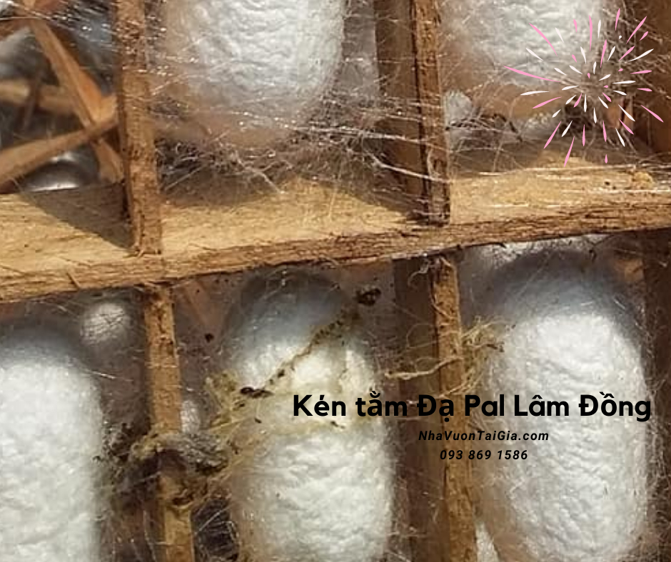 Con kén tằm rửa mặt, trị mụn tác dụng của kén tằm với da mua kén tằm  ĐạPal Lâm Đồng