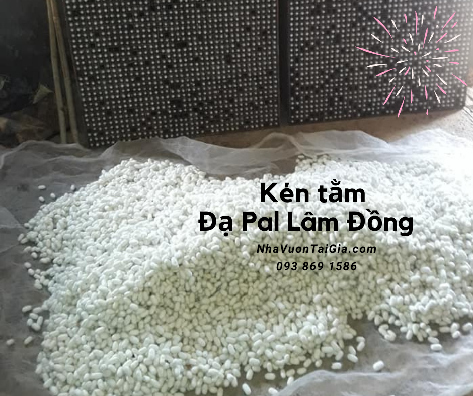 Con kén tằm rửa mặt, trị mụn tác dụng của kén tằm với da mua kén tằm ĐạPal Lâm Đồng