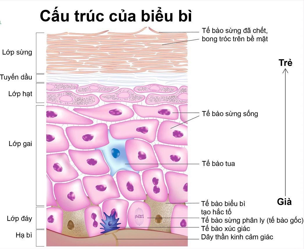 Skin care - The skin microbiome Làm gì để phát huy các lợi ích của vi khuẩn trên da?