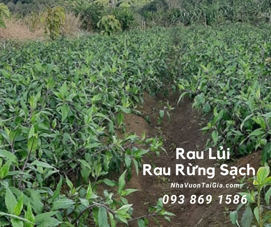 Rau lủi Rau lủi rừng sạch, giá rau lủi rừng Gia Lai tại TPHCM