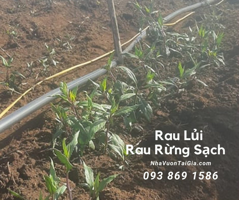 Rau lủi Rau lủi rừng sạch, giá rau lủi rừng Gia Lai tại TPHCM
