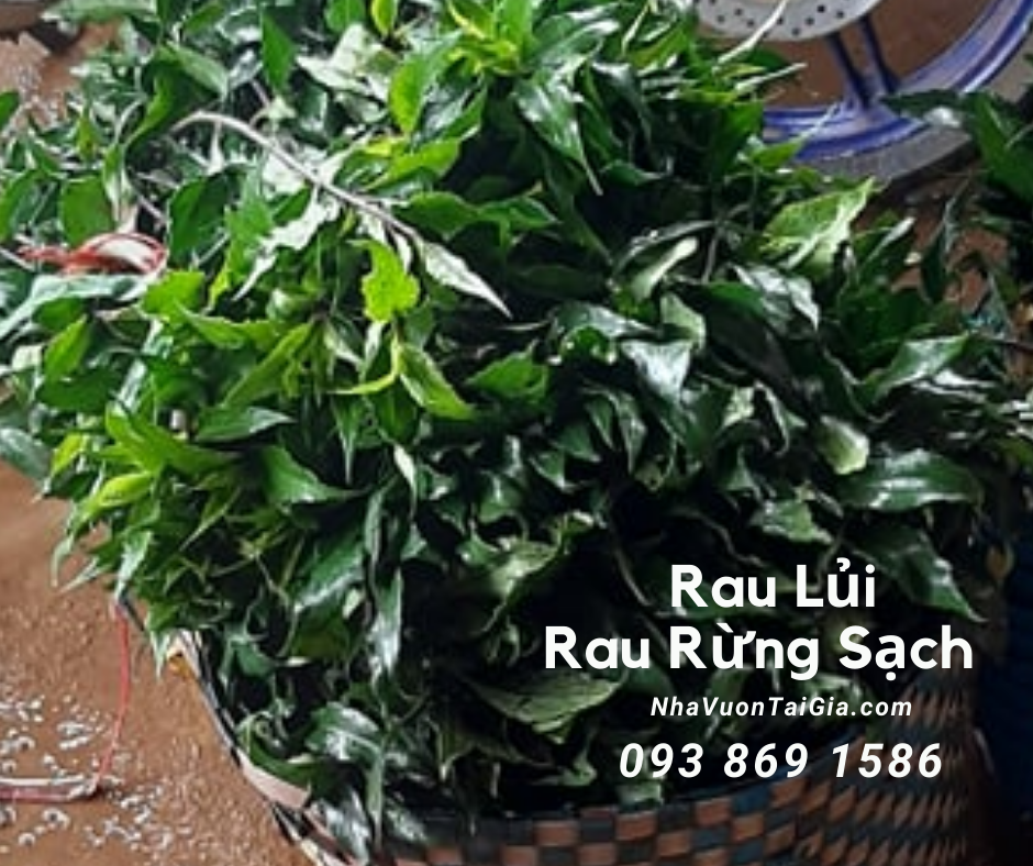 Rau lủi Rau lủi rừng sạch, giá rau lủi rừng Gia Lai tại TPHCM