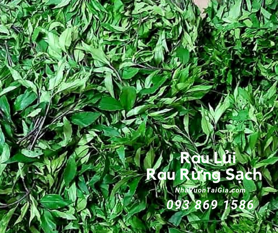 Rau lủi Rau lủi rừng sạch, giá rau lủi rừng Gia Lai tại TPHCM