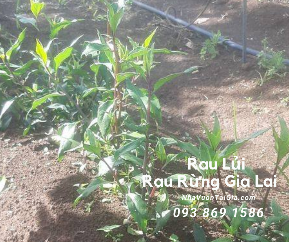 Rau lủi Rau lủi rừng sạch, giá rau lủi rừng Gia Lai tại TPHCM