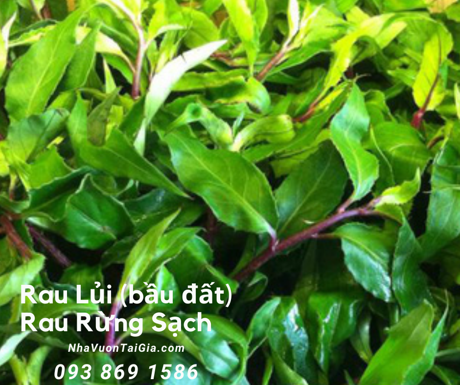 Rau lủi (bầu đất tím) rau rừng Gia Lai tinh hoa trị tiểu đường viêm họng ngủ ngon 