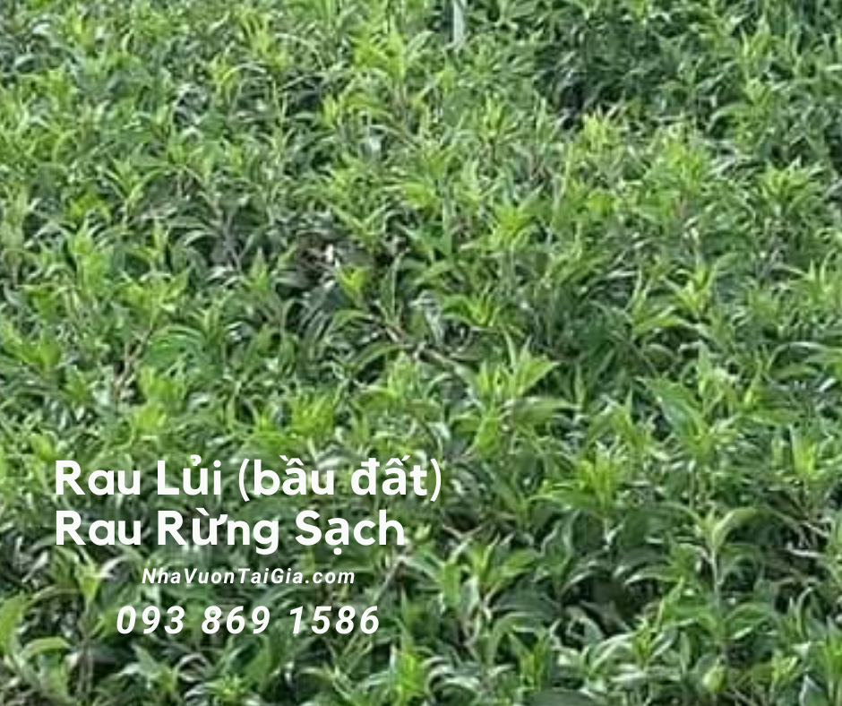 Rau lủi có tác dụng gì mà người sành ăn tha lôi rau rừng về phố ?