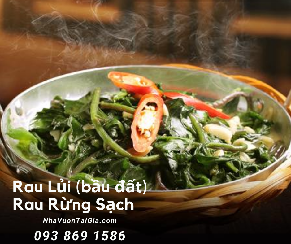 Rau lủi rau rừng Gia Lai tinh hoa trị tiểu đường viêm họng ngủ ngon 