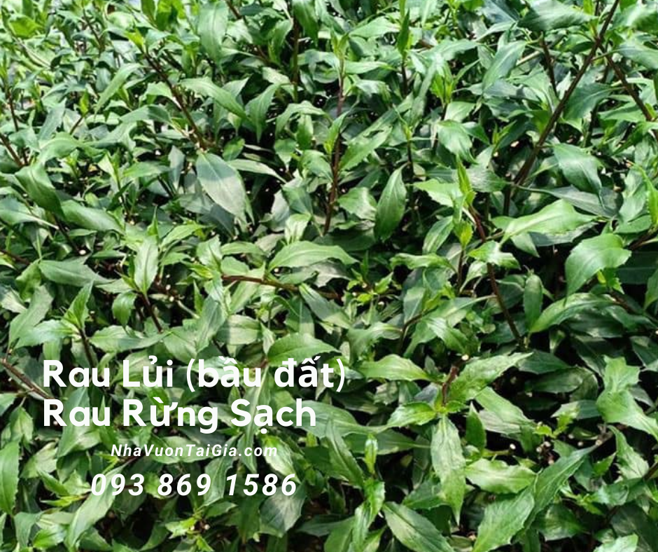 Rau lủi rau rừng tinh hoa trị tiểu đường viêm họng ngủ ngon 
