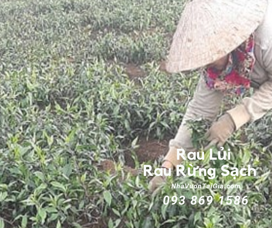 Rau lủi có tác dụng gì mà người sành ăn tha lôi rau rừng về phố ?
