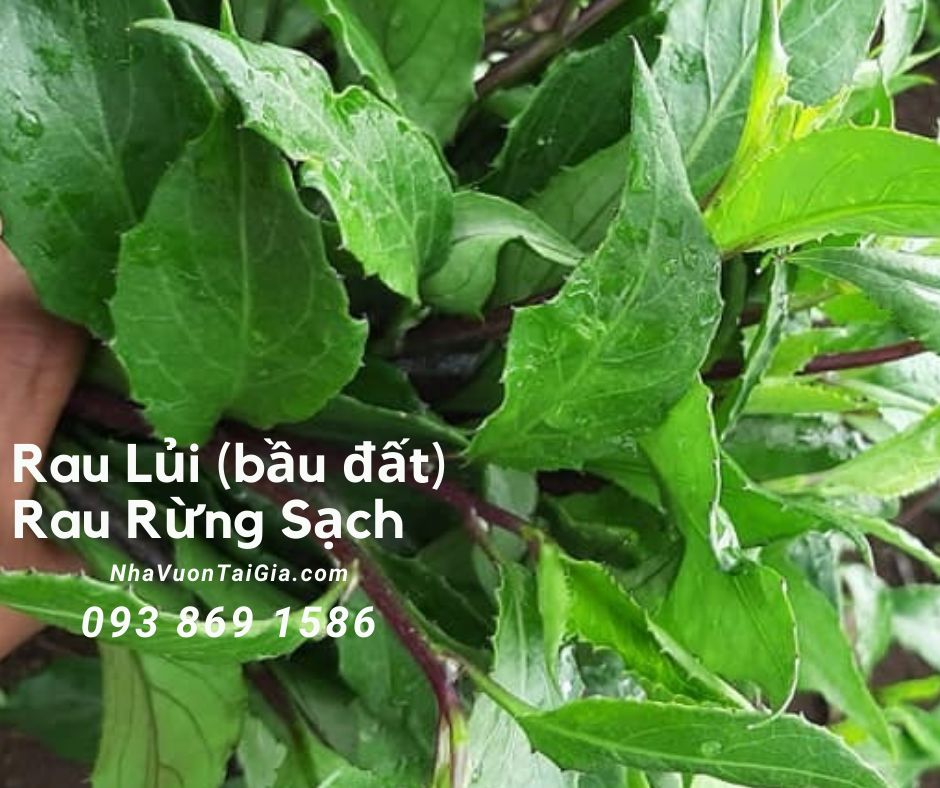 Rau lủi có tác dụng gì mà người sành ăn tha lôi rau rừng về phố ?