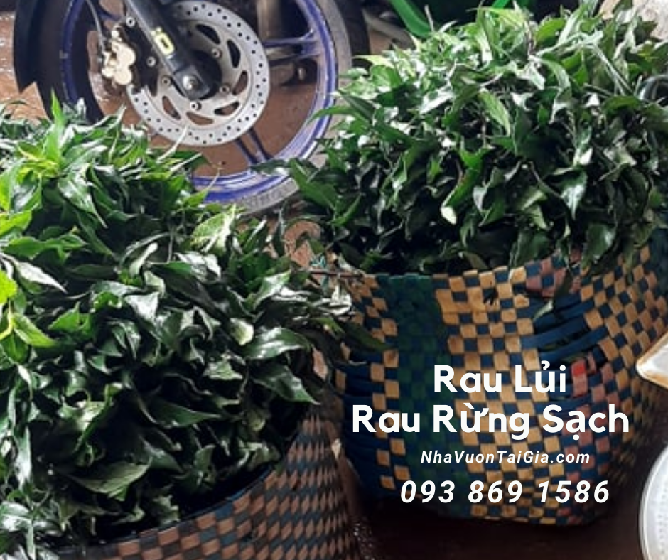 Rau lủi (bầu đất tím) rau rừng Gia Lai tinh hoa trị tiểu đường viêm họng ngủ ngon 