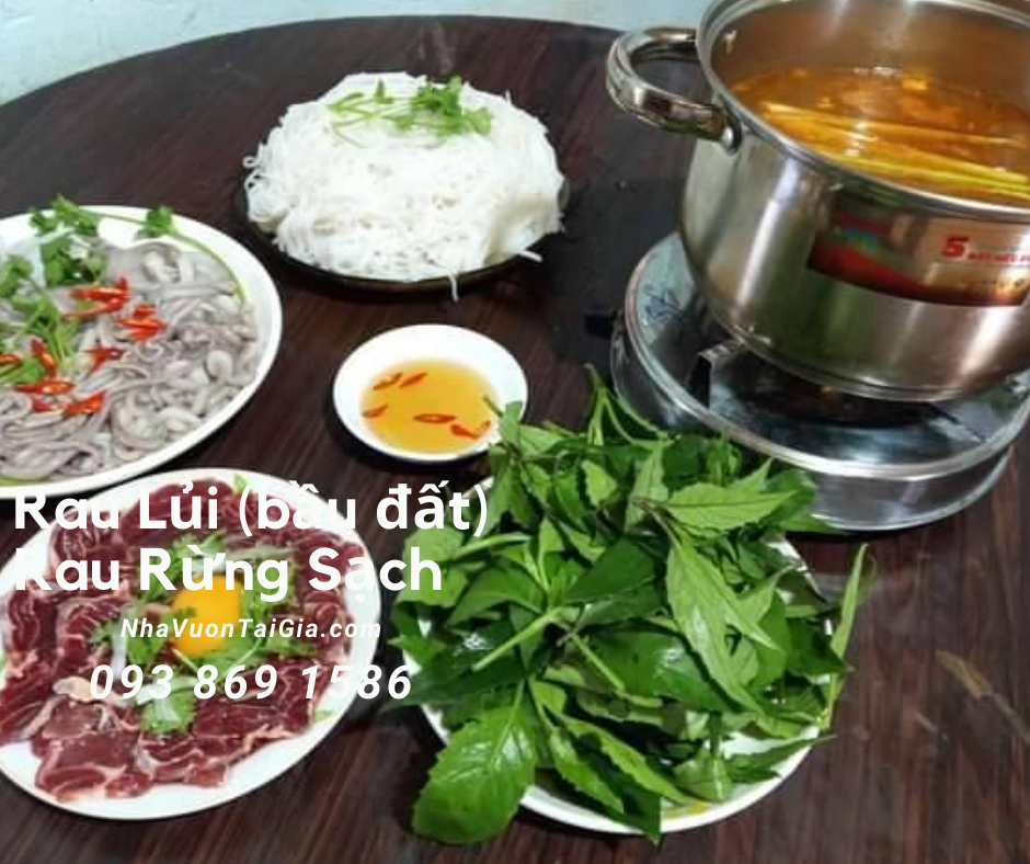Rau lủi có tác dụng gì mà người sành ăn tha lôi rau rừng về phố ?