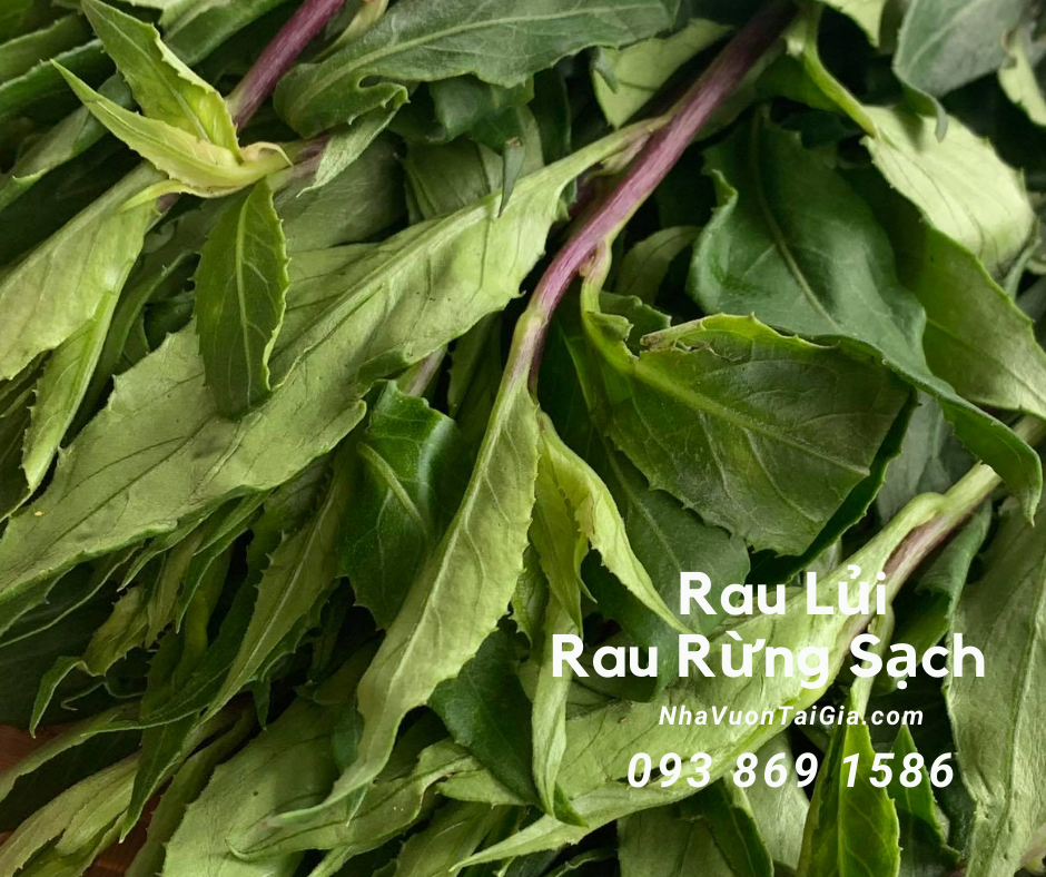 Rau lủi rau rừng tinh hoa trị tiểu đường viêm họng ngủ ngon 