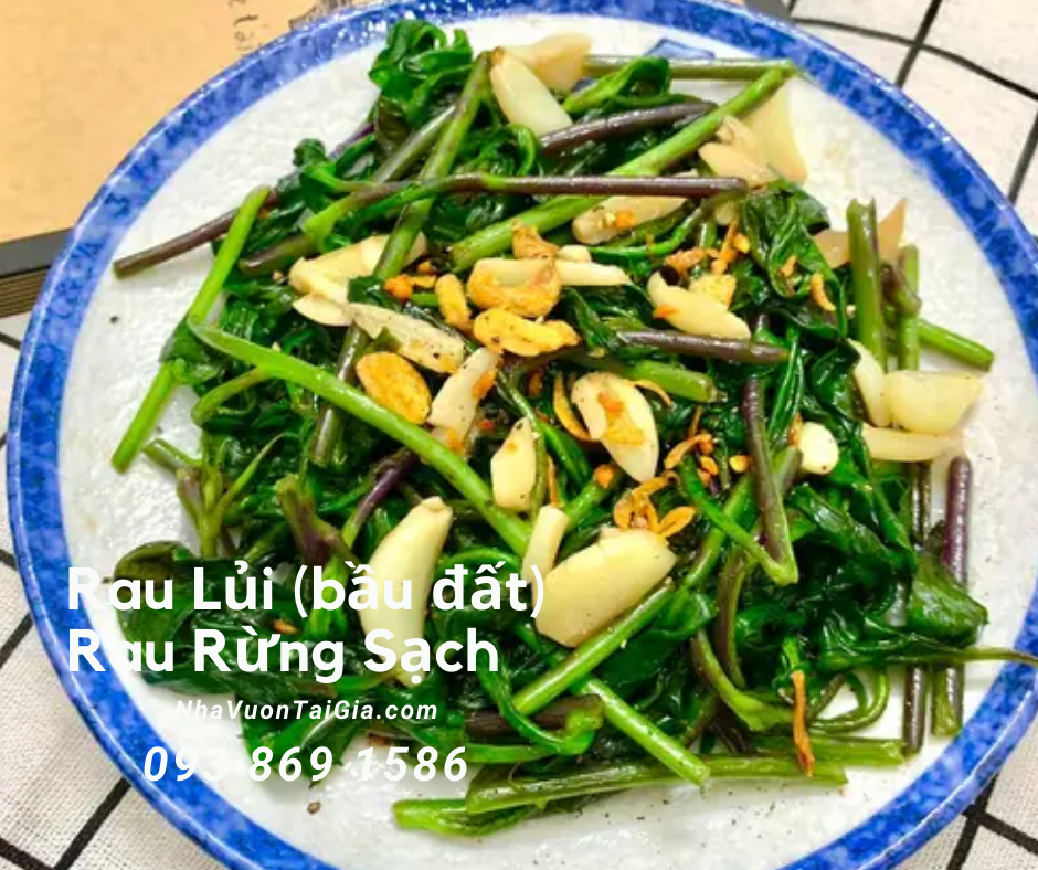 Rau lủi rau rừng Gia Lai tinh hoa trị tiểu đường viêm họng ngủ ngon 