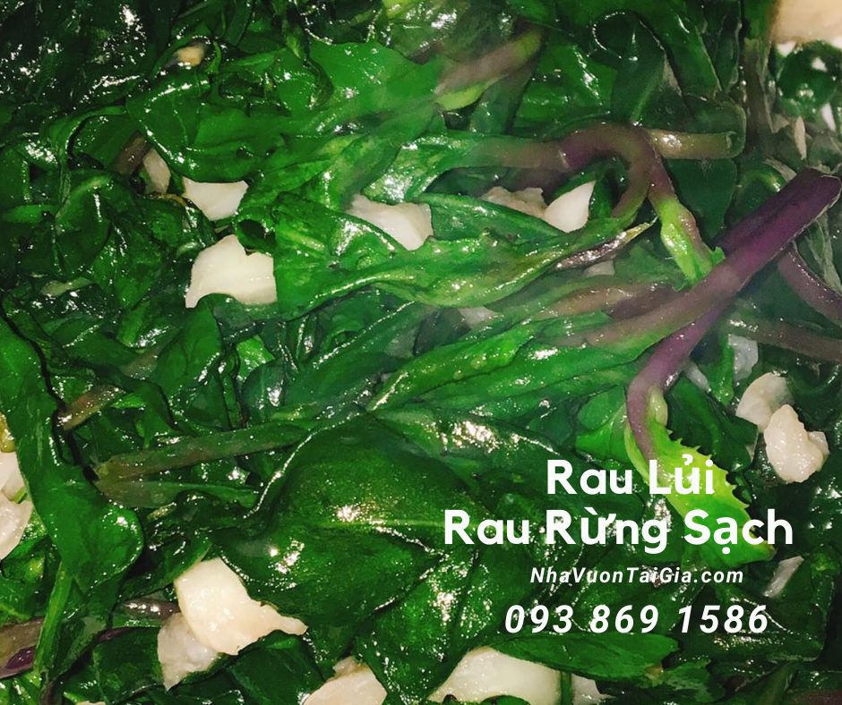Rau lủi có tác dụng gì mà người sành ăn tha lôi rau rừng về phố ?