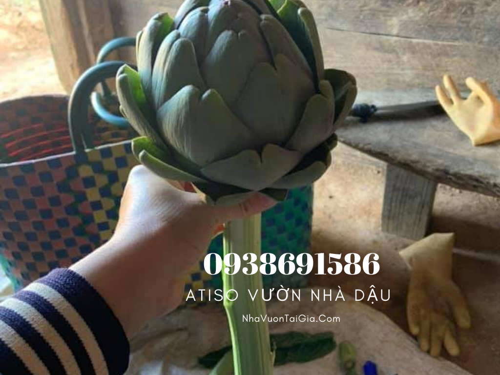 Bông Atiso tươi Đà Lạt  Đặc sản Đà Lạt Vườn Nhà Dậu 