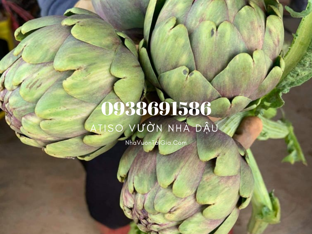 Bông Atiso tươi Đà Lạt  Đặc sản Đà Lạt Vườn Nhà Dậu 