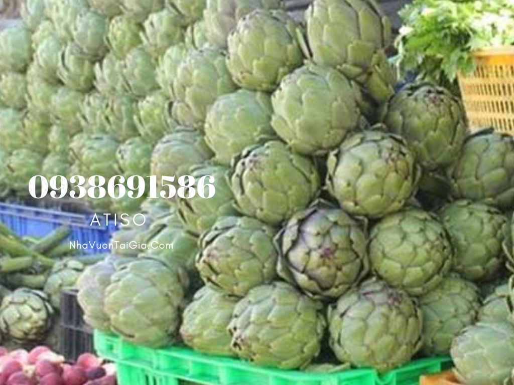 Bông Atiso tươi Đà Lạt  Đặc sản Đà Lạt Vườn Nhà Dậu 