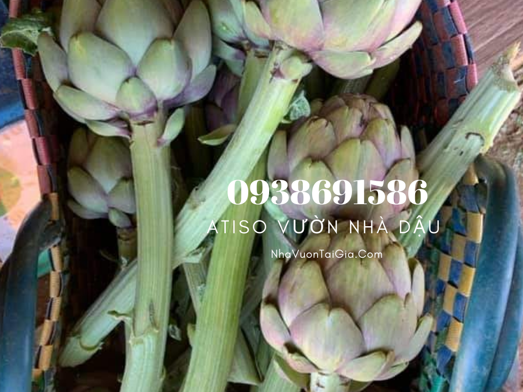 Bông Atiso tươi Đà Lạt  Đặc sản Đà Lạt Vườn Nhà Dậu 