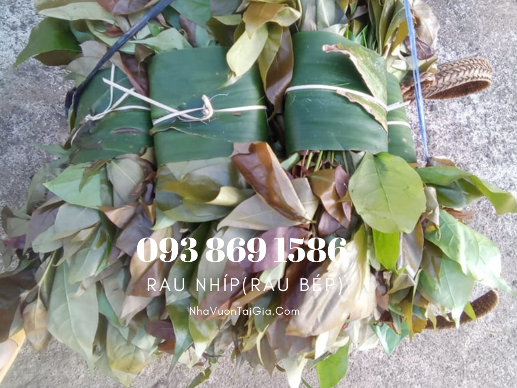 Rau Nhíp, Rau Bép Đặc Sản Rừng Tây Nguyên Lâm Đồng mang rau sạch cho mọi nhà 