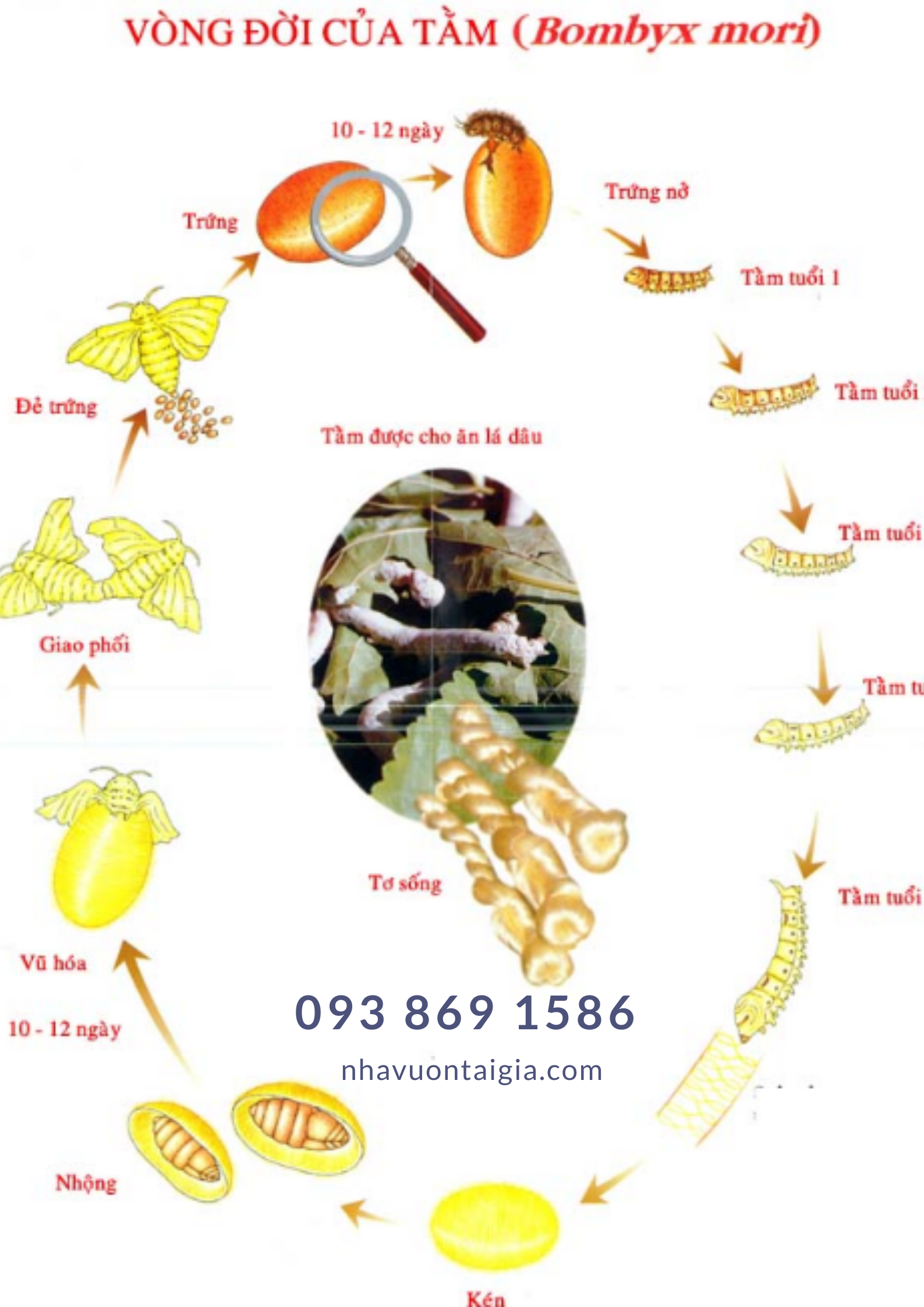 Silkworm Cocoons Vòng đời của con tằm -Lụa tơ tằm Việt Nam