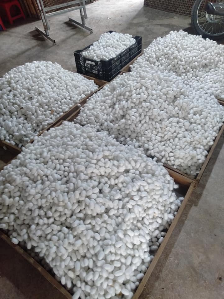 Phát triển nuôi tằm bền vững theo hướng xuất khẩu