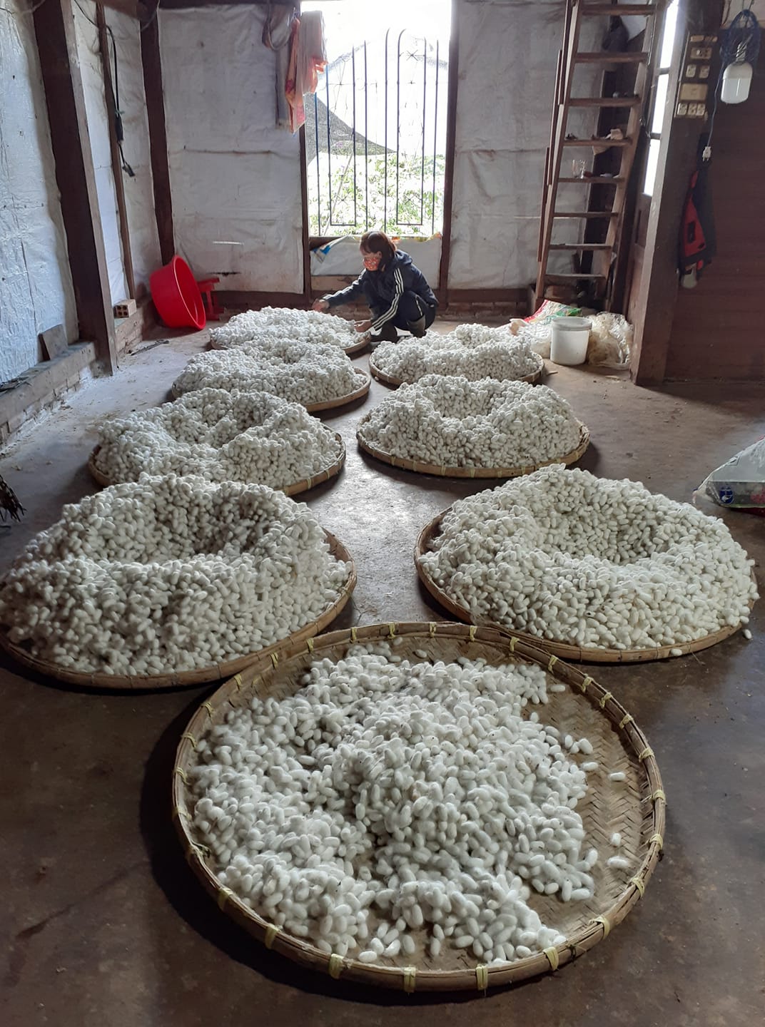 Phát triển nuôi tằm bền vững theo hướng xuất khẩu