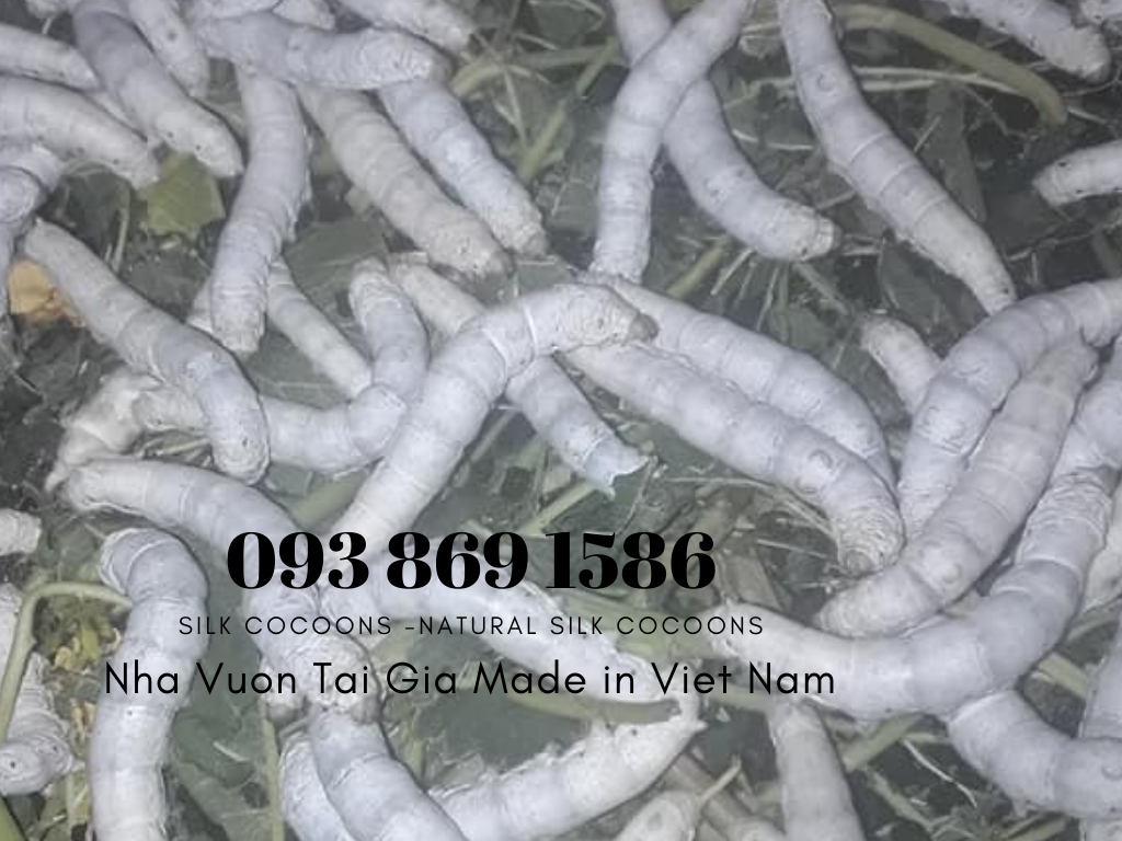 Tơ tằm xuất khẩu tơ tằm Việt Nam 