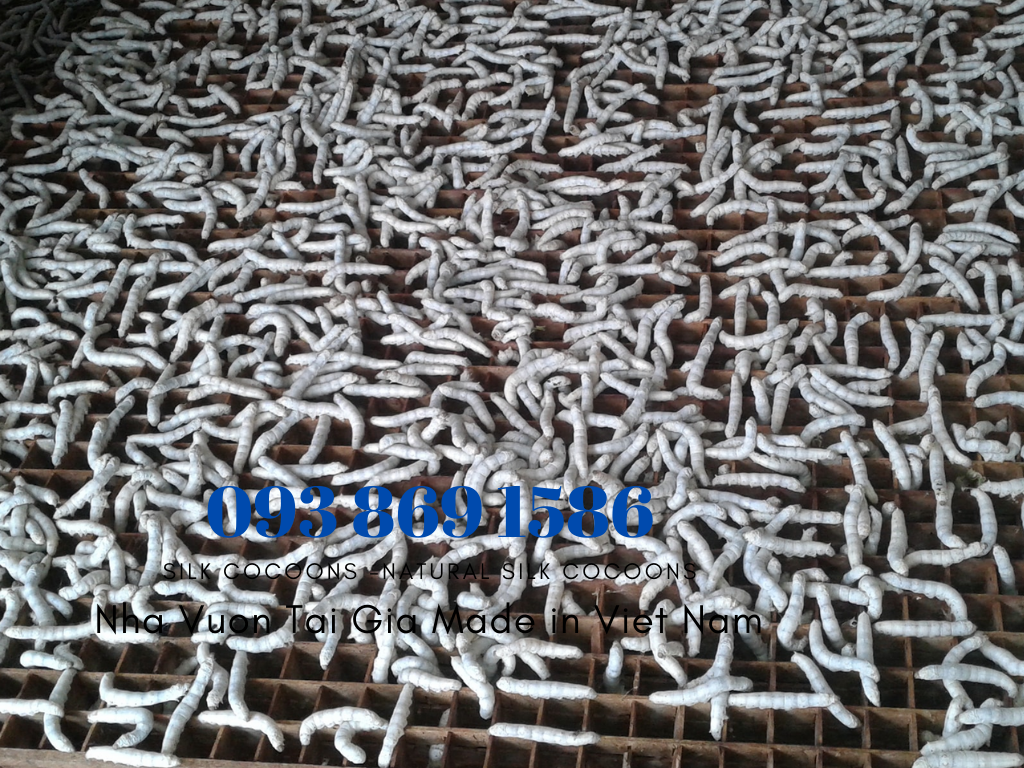 Tơ tằm xuất khẩu tơ tằm Việt Nam 