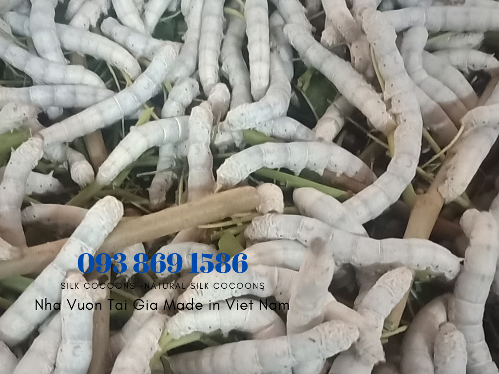 Tơ tằm xuất khẩu tơ tằm Việt Nam