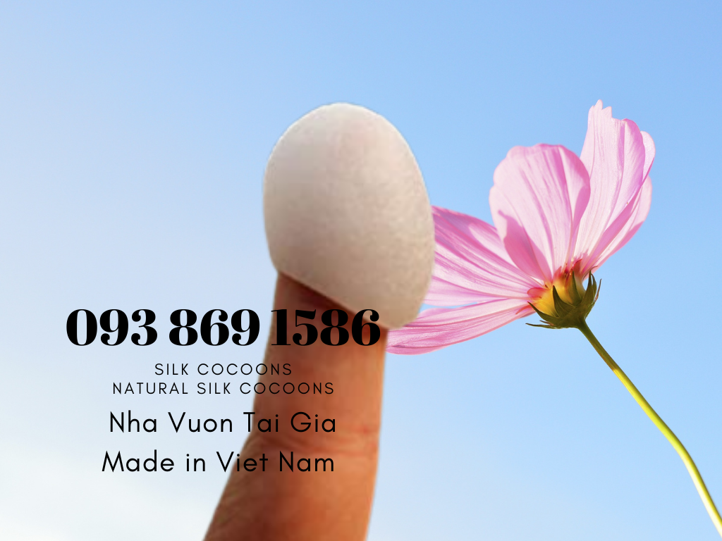 Kén tằm (Silk Cocoons) trắng Organic làm đẹp tại nhà, spa 