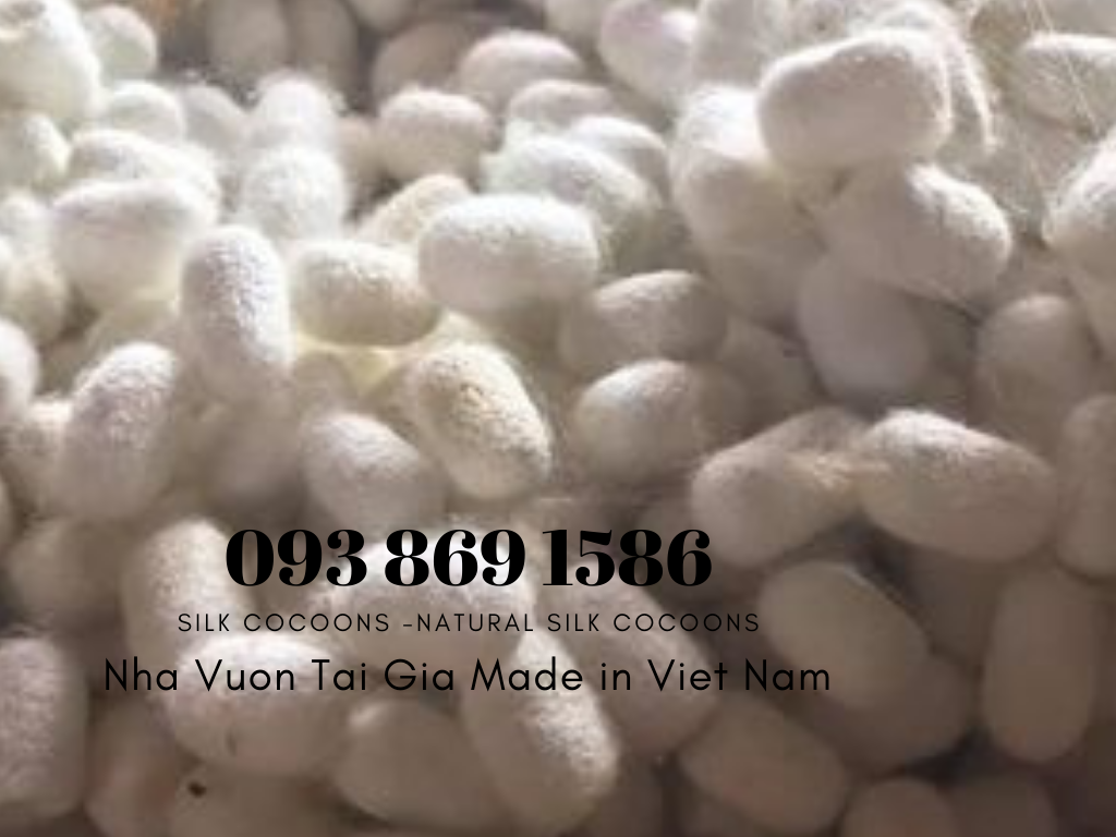 Kén tằm (Silk Cocoons) trắng Organic làm đẹp tại nhà, spa 