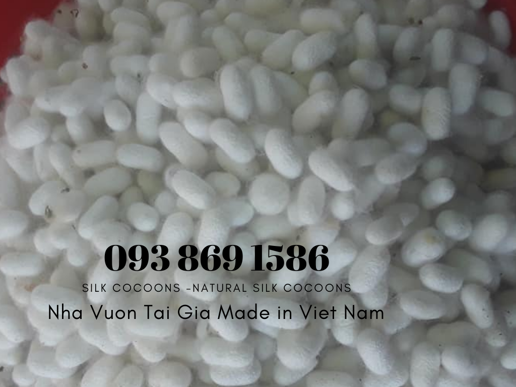 Kén tằm (Silk Cocoons) trắng Organic làm đẹp tại nhà, spa 