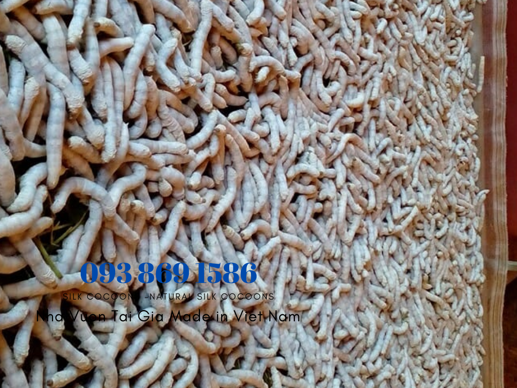 Kén tằm (Silk Cocoons) trắng Organic làm đẹp tại nhà, spa 