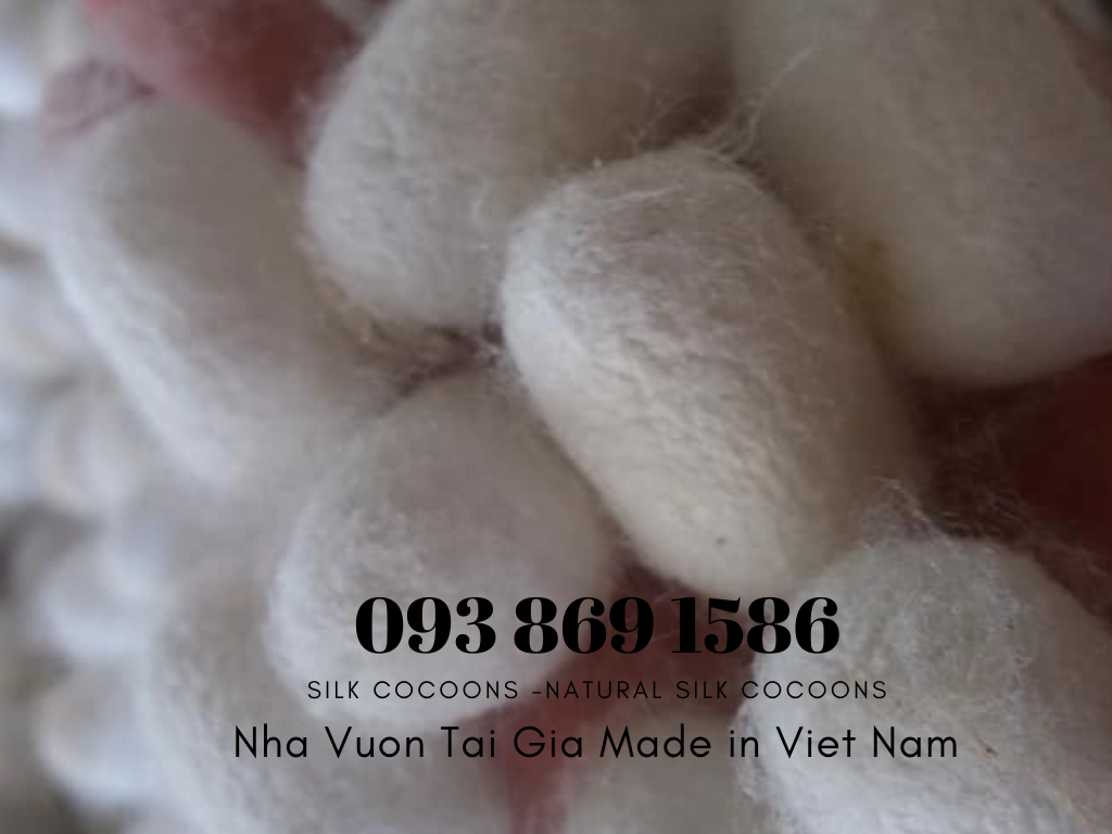 Kén tằm (Silk Cocoons) trắng Organic làm đẹp tại nhà, spa 