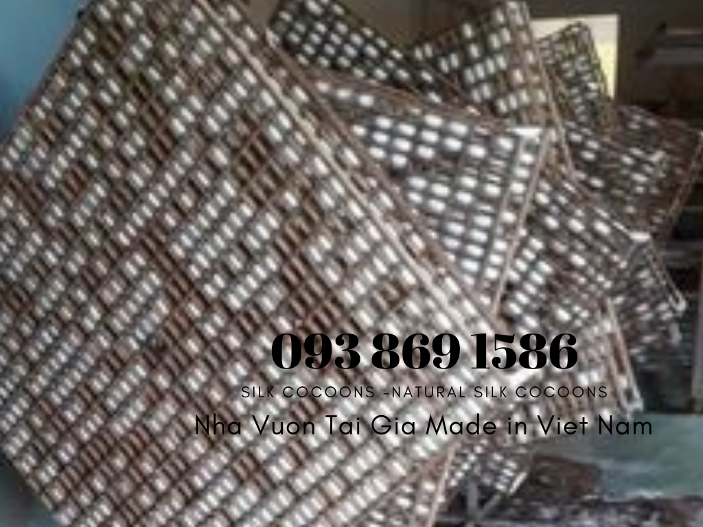 Kén tằm (Silk Cocoons) trắng Organic làm đẹp tại nhà, spa 
