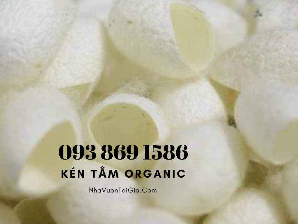 Mua tổ kén tằm - Silkworm cocoon (trứng tằm, vỏ kén tằm) quà tặng phụ nữ hoàn hảo