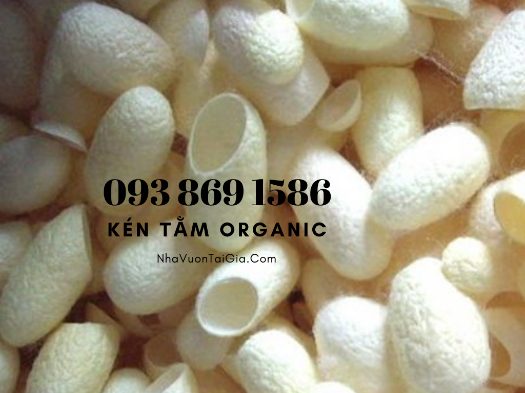 Mua tổ kén tằm - Silkworm cocoon (trứng tằm, vỏ kén tằm) quà tặng phụ nữ hoàn hảo