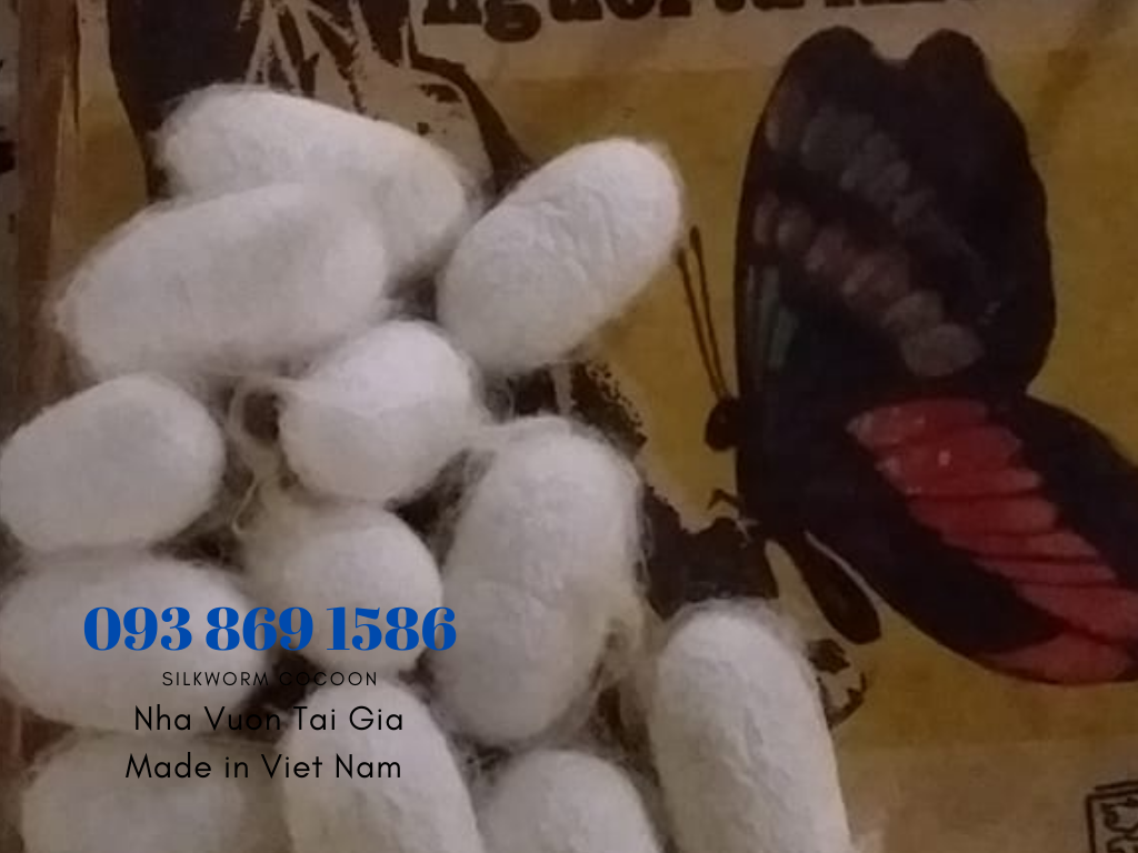 Mua tổ kén tằm - Silkworm cocoon (trứng tằm, vỏ kén tằm) quà tặng phụ nữ hoàn hảo