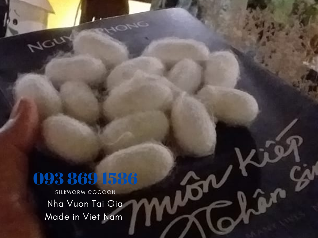 Mua tổ kén tằm - Silkworm cocoon (trứng tằm, vỏ kén tằm) quà tặng phụ nữ hoàn hảo