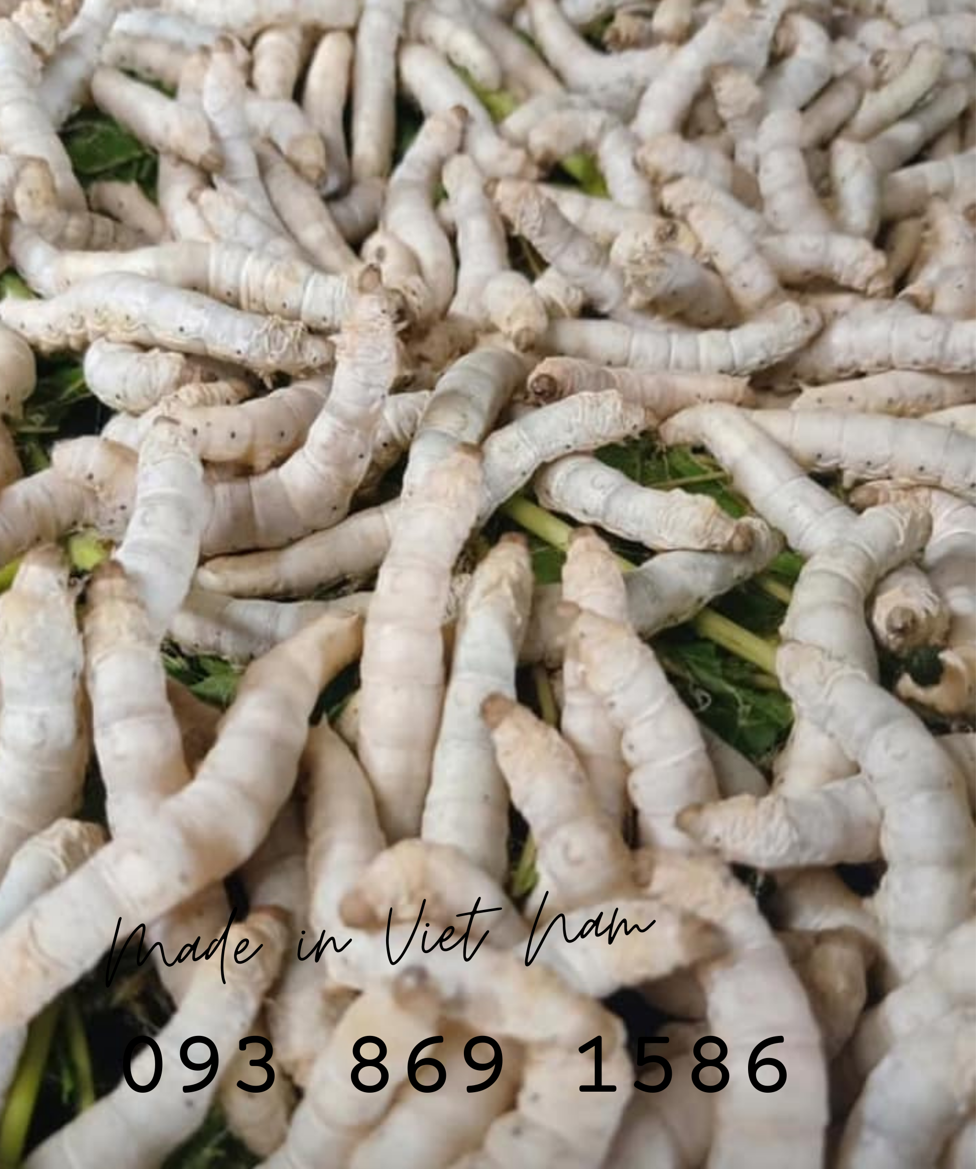 Mua tổ kén tằm - Silkworm cocoon (trứng tằm, vỏ kén tằm) quà tặng phụ nữ hoàn hảo