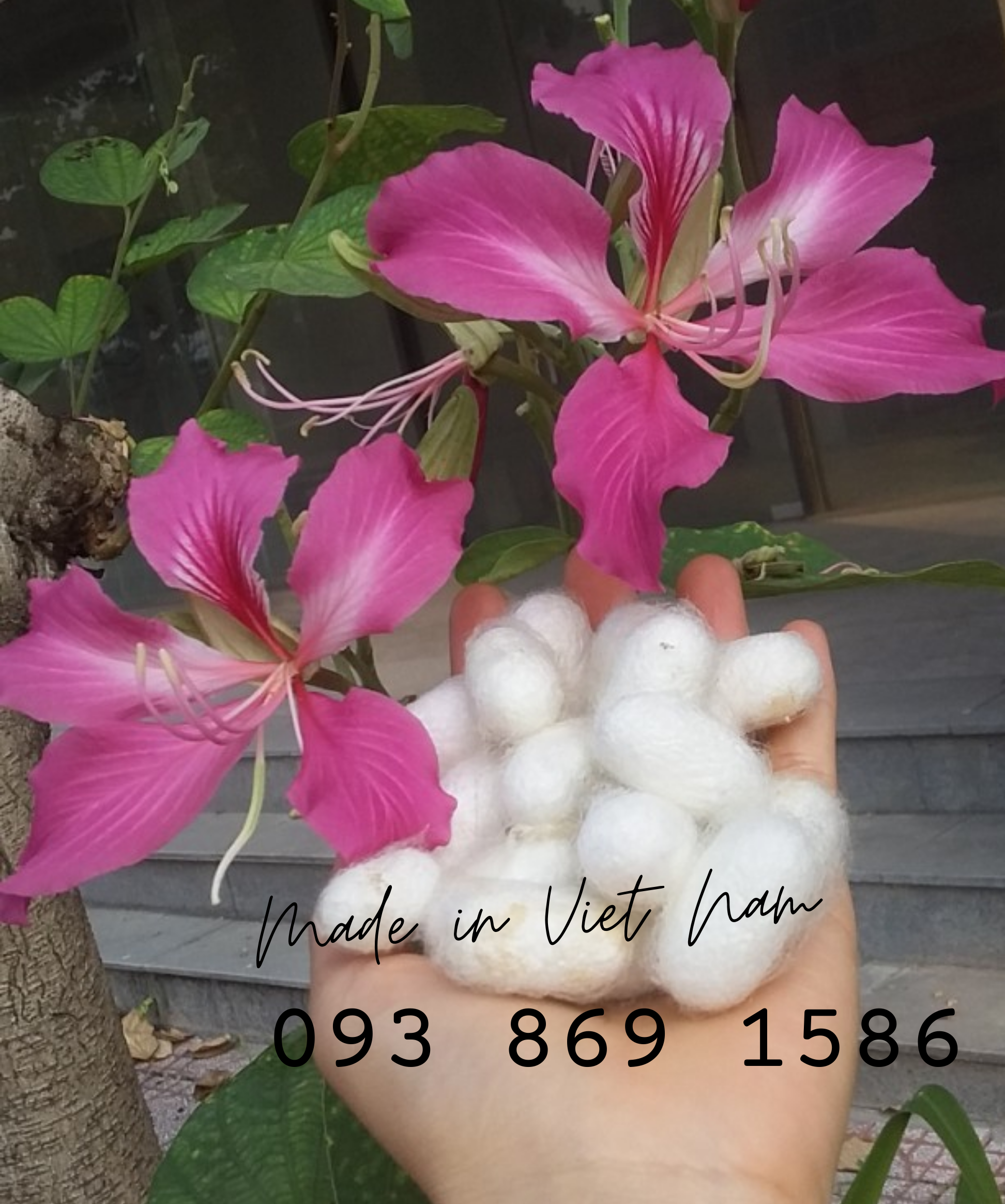 Mua tổ kén tằm - Silkworm cocoon (trứng tằm, vỏ kén tằm) quà tặng phụ nữ hoàn hảo