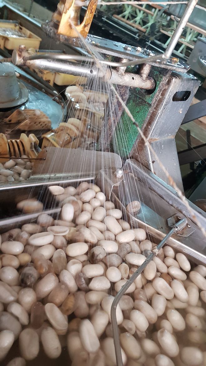 Giá kén tằm tăng cao nhà máy không đủ nguyên liệu sản xuất tơ lụa xuất khẩu mùa dịch  COVID 19 